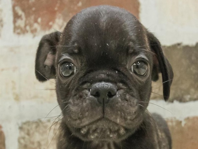 2024年3月9日生まれのハーフ犬・ミックス犬の1枚目の写真